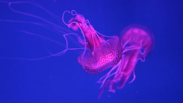 Jellyfish