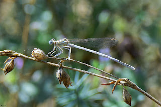 caballito-del-diablo-patiblanco-platycnemis-latipes-macho-