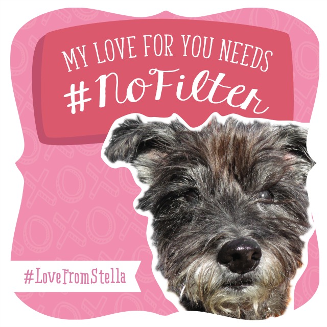 Love from Stella and Chewys digital Valentine card on Instagram