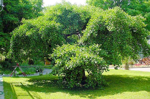 Ginkgo biloba "Pendula"