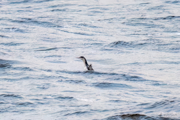 Red-throated diver