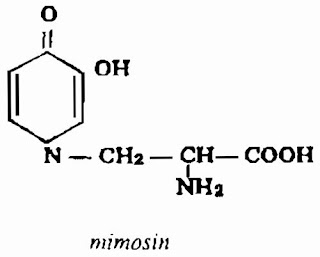 Thành phần hóa học CÂY XẤU HỔ - Mimosa pudica - Nguyên liệu làm Thuốc Ngủ, An Thần, Trấn Kinh