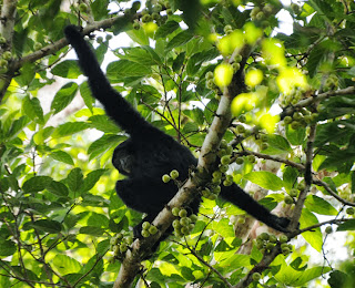 siamang (Symphalangus syndactylus)