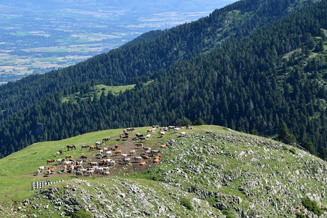 Cavalls del vent. Cadí Moixeró niu d'aliga serrat de les esposes. penyes altes