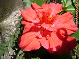 La primera flor de Zoe