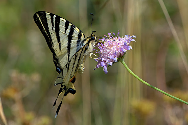 Iphiclides podalirius the Scarce Swallowtail butterfly