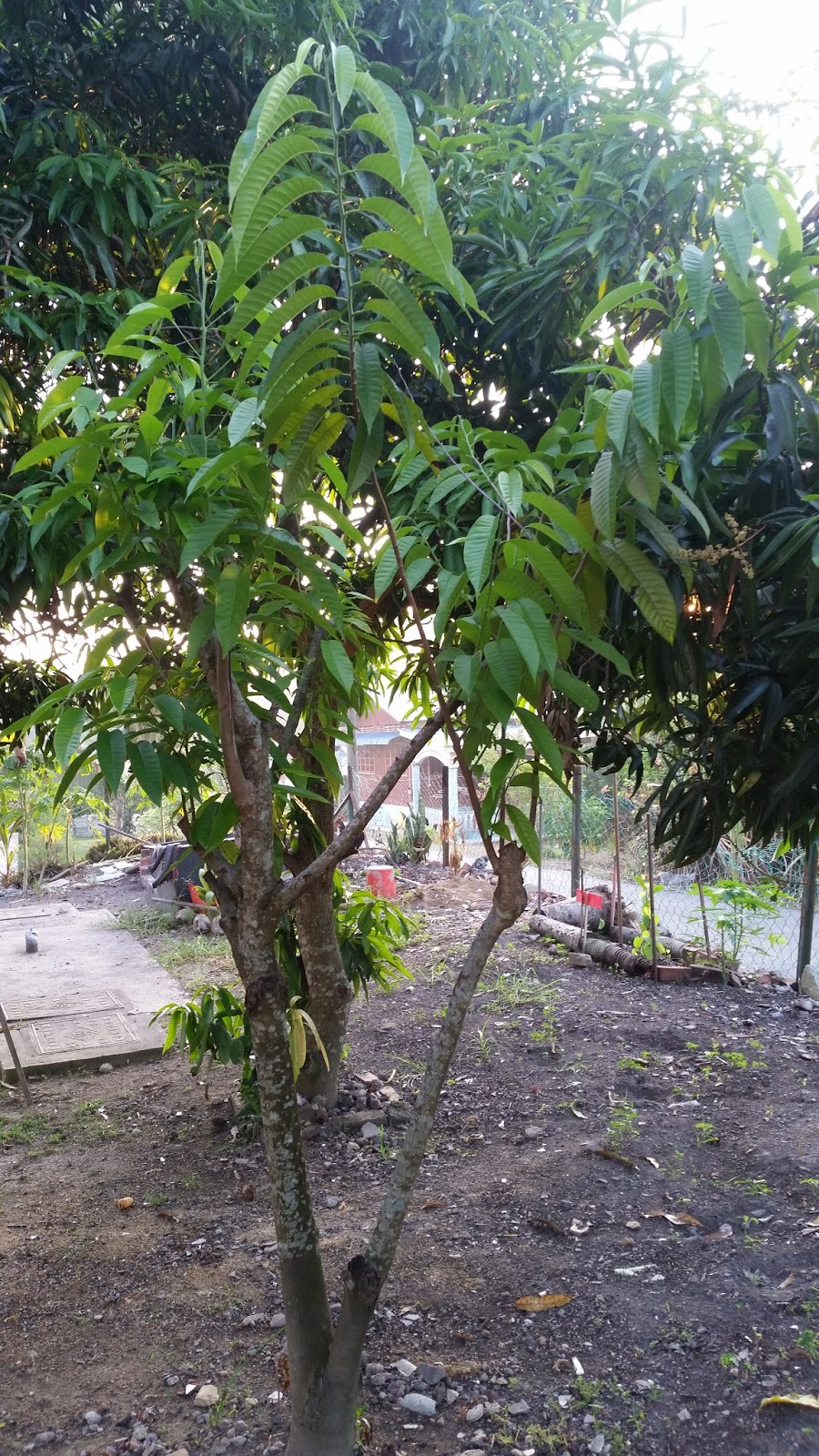 Warisan Petani Pokok  Nona 