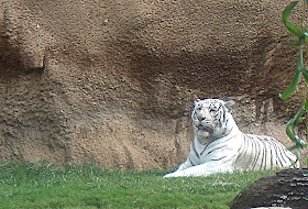 The Memphis Zoo Review - White Tiger Photo by Sylvestermouse