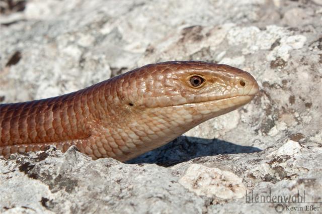 Glass Lizard - Pseudopus apodus