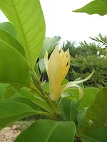 Cempaka wangi (Magnolia champaca syn. Michelia champaca) 