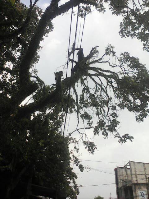 jasa-tebang-pohon-panggilan-kota-surabaya-dan-sekitarnya