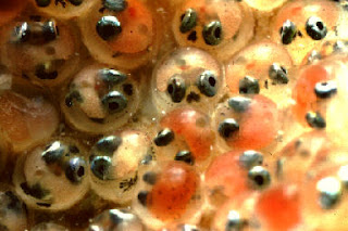 Image result for fish eggs