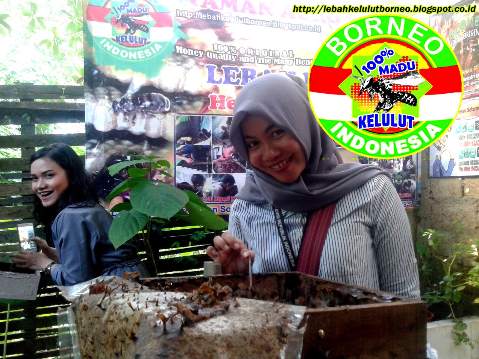Madu Lebah Kelulut Asli Borneo: Kami adalah Produsen Madu 