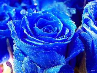 Gambar Bunga Mawar Biru Paling Cantik_Blue Roses Flower 200022