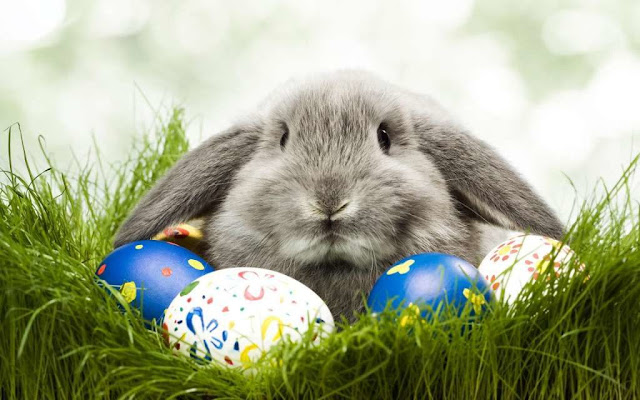 Happy Easter Memes Pics Images Pictures HD Wallpapers Collection