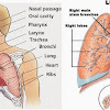 Disorders That Occur In Systems Of Excretion