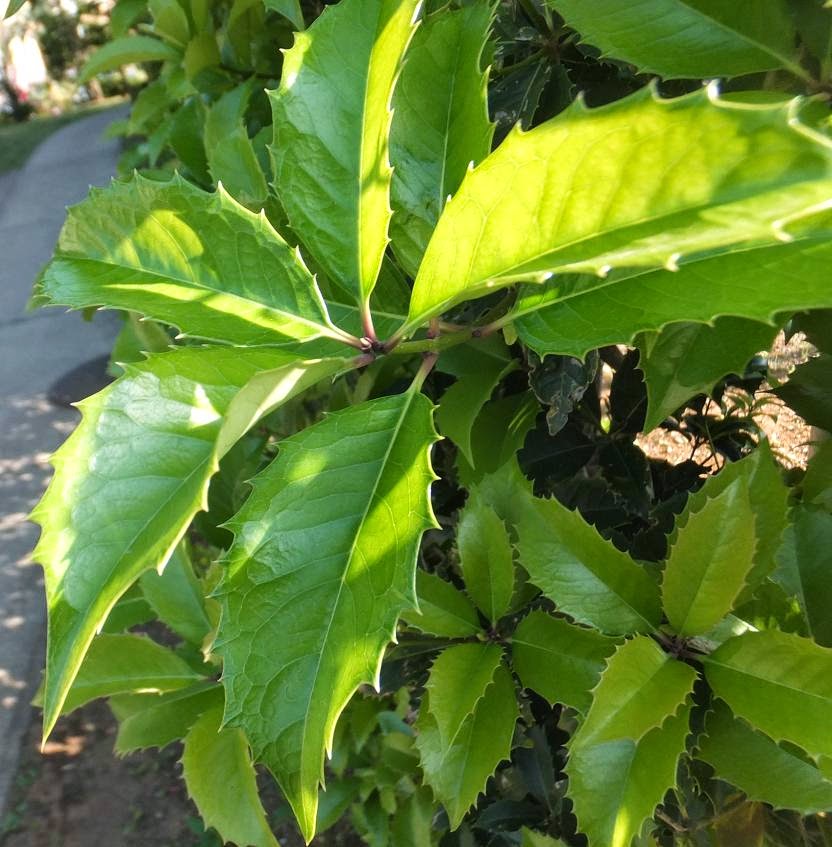 アタマの引き出し は生きるチカラだ 柊 ひいらぎ も新芽はやわらかい