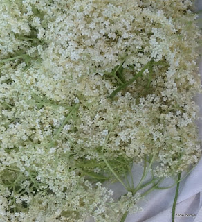 Elder blossoms