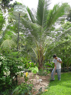 Coconut palm, La Ceiba, Honduras