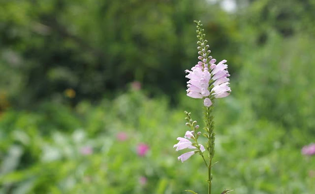 Physostegia Virginiana Flowers Pictures