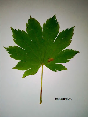 Клён ложнозибольдов (Acer pseudosieboldianum)