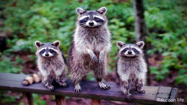 Wonderful And Interesting Facts About Raccoons