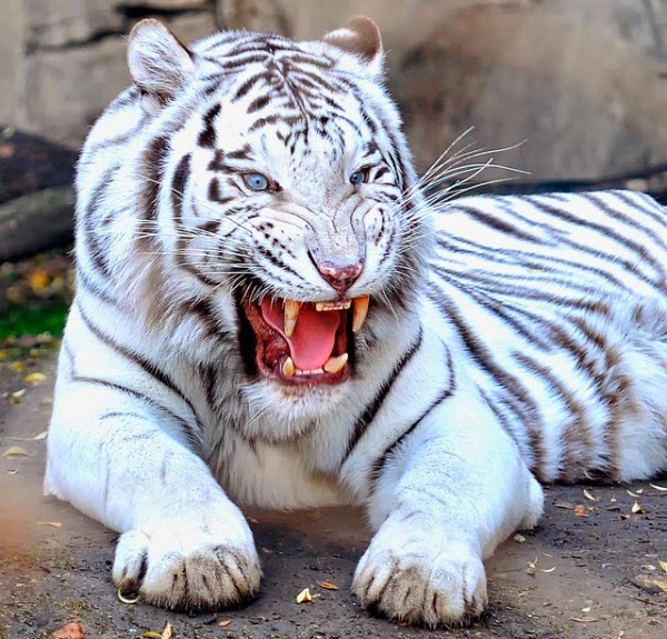 30 Hasil Foto Macan Yang Imut dan Gambar  Harimau Putih 