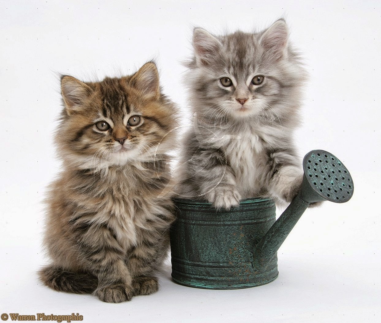 150 Gambar  Kucing Lucu  dan Imut Anggora Persia Maine 