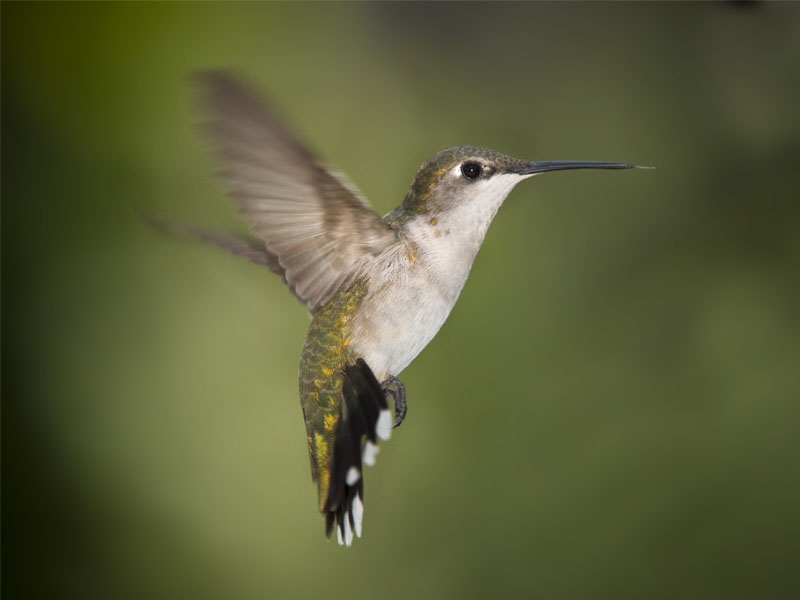 Adaptasi Morfologi Burung Kolibri - Trend burung