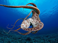 World's first octopus farm proposals alarm scientists.