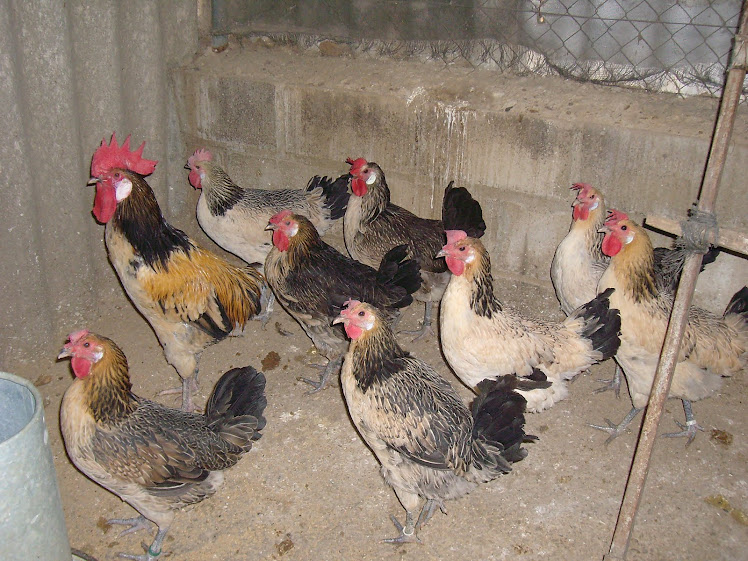 Gallinas moriscas