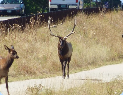 Estes Park Elk 6