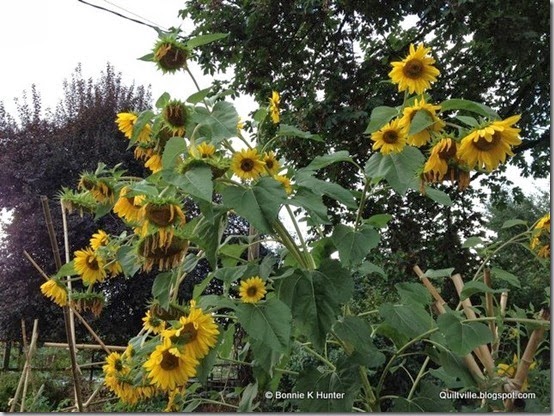 Eugene_OR2013 102
