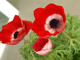 Anémone couronnée - Anémone de Caen - Anemone coronaria - Anémone des fleuristes 