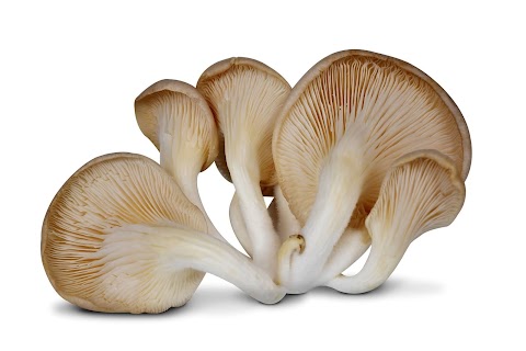 Mushroom Training Center Bagalkot | Mushroom spawn supplier | Mushroom Training