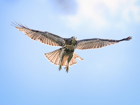 Tompkins Square hawk fledgling taking off from a roof