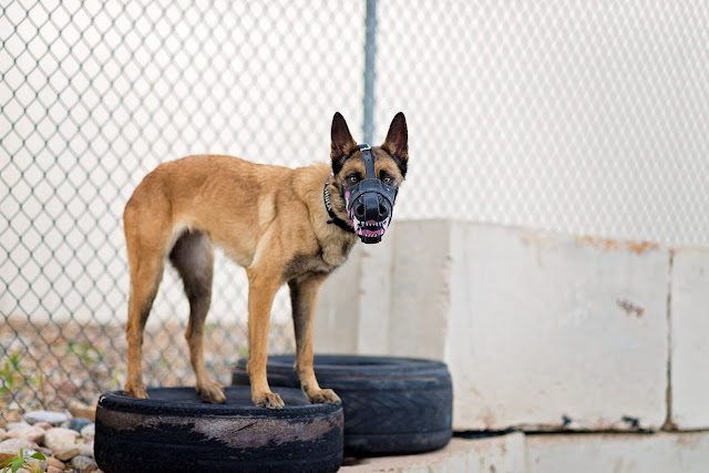  Police K9 and Dog Training Branding Sessions | Maddox & Co. Working Dog Photographer 