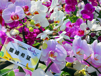 2012台灣國際蘭展1