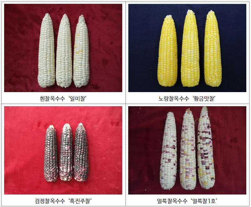 ▲ 찰옥수수 종류