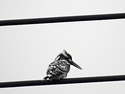 Pied Kingfisher in Wangling Park