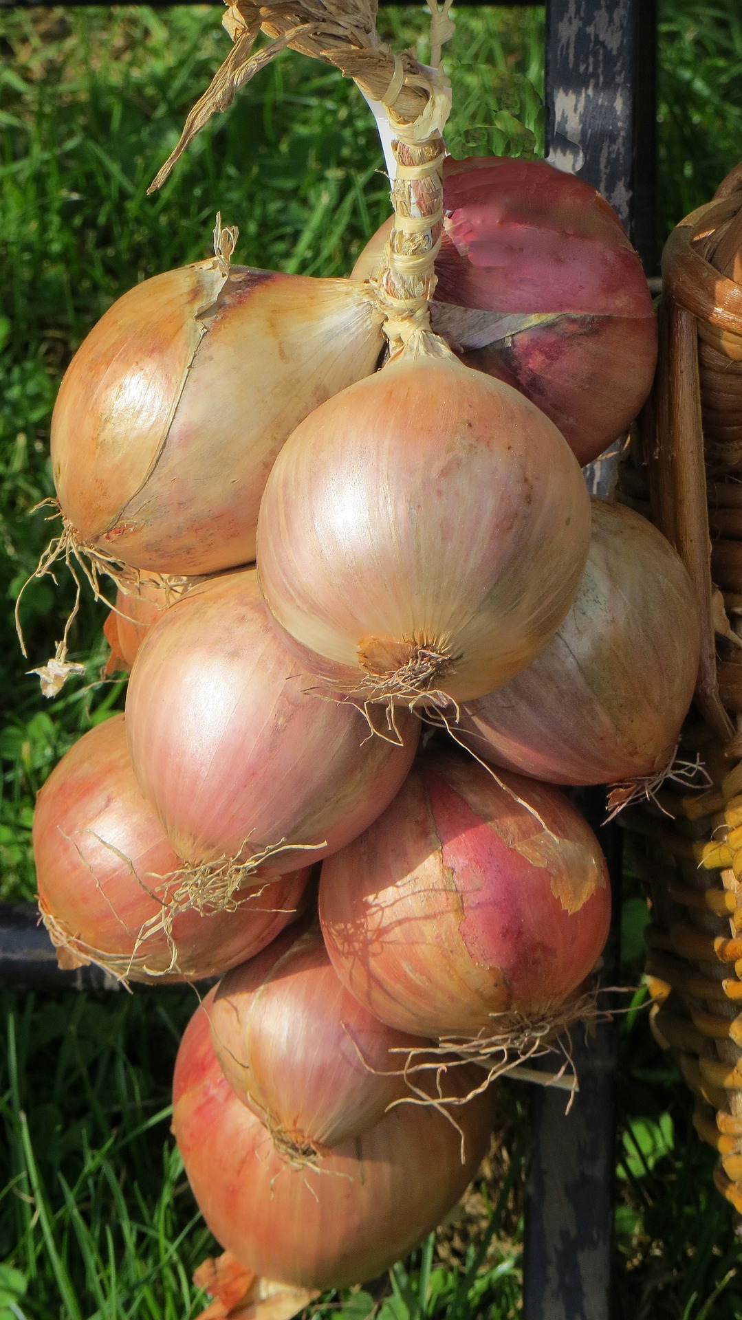 Onion is an herbaceous biennial in the family Liliaceae grown for its edible bulb. An onion is a round vegetable with a brown skin that grows underground. Onion belong to the Allium family of vegetables.