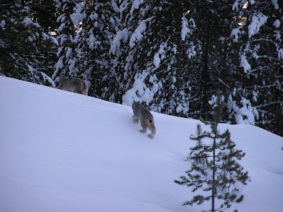 Alaskan Adventures