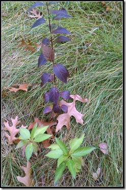 2012-11-11 08.30.57
