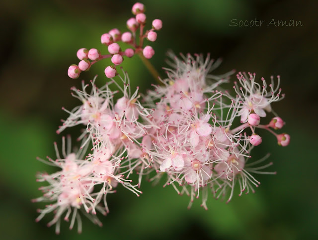 Filipendula multijuga