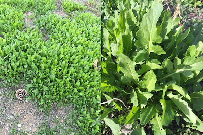 A composite photo - the photo on the leaf shows a high number of London rocket plants, the photo on the right is a close up of the plant