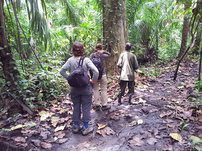 Bwindi Forests