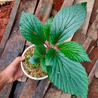 Tanaman Begonia Melinauensis
