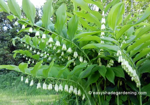 Flori albe - Solomon's seal Flori albe - Solomon's seal