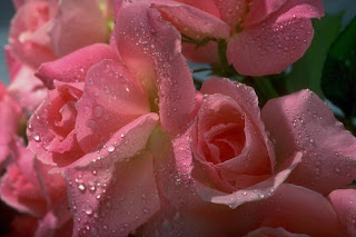Bunch Of Pink Roses wallpaper
