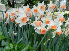 Pink Charm narcissus daffodils at the Allan Gardens Conservatory 2016 Spring Flower Show by Paul Jung Gardening Services